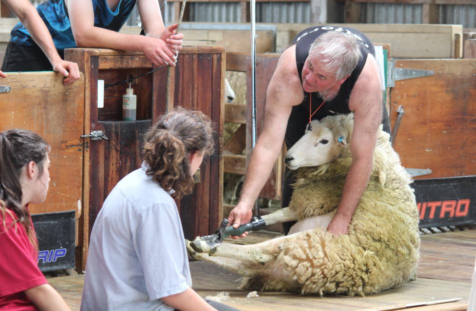 Telford shearing senior tutor  Ken Payne demonstrates the intricacies of shearing a sheep to a...