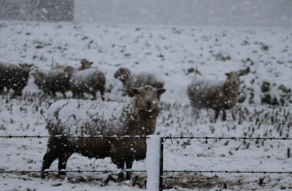 Sheep on winter feed near Riversdale. Photo: Sandy Eggleston