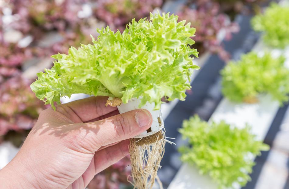 Growing With The Flow Otago Daily Times Online News