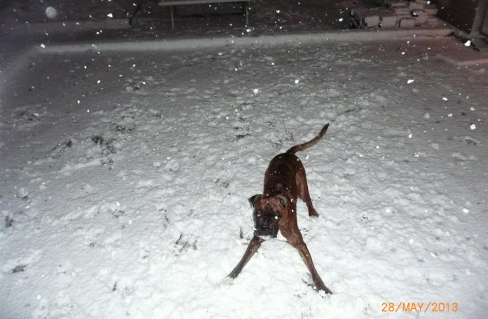 Buster the Boxer's first time in snow. Photo by Anita Key