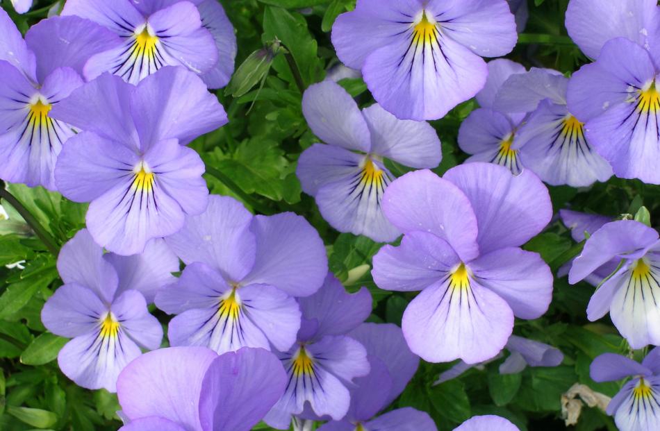 Violas have little flavour but are very decorative.