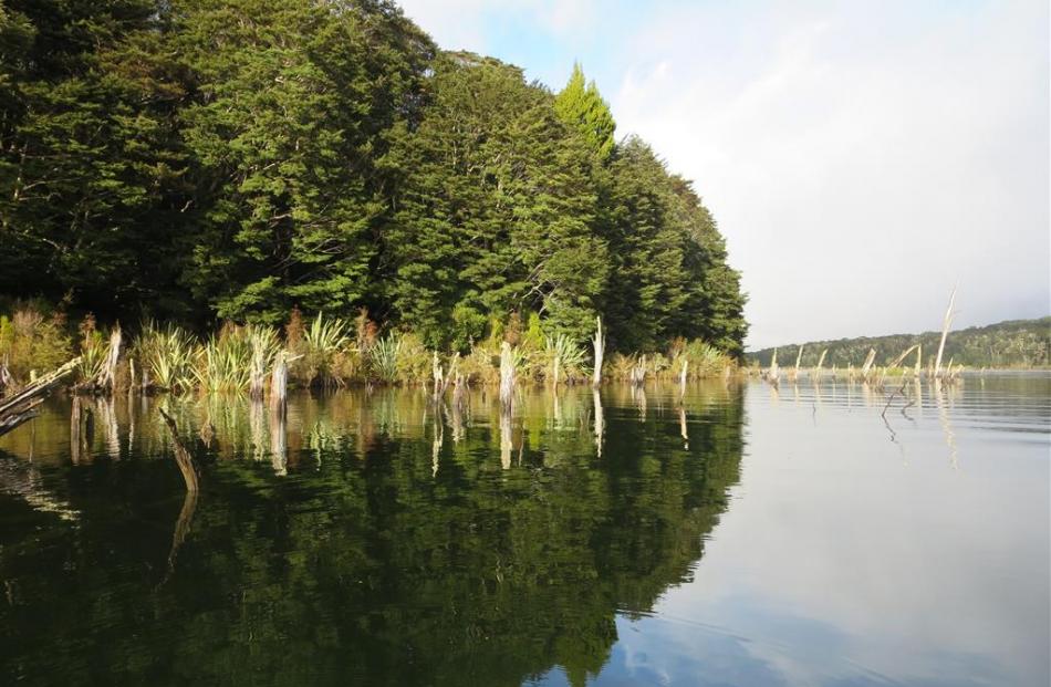 Trees and stumps reflected in the clear water of Rodger Inlet on Lake Monowai.