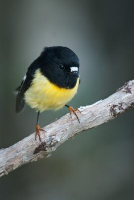 A South Island tomtit. Photo: Craig McKenzie 