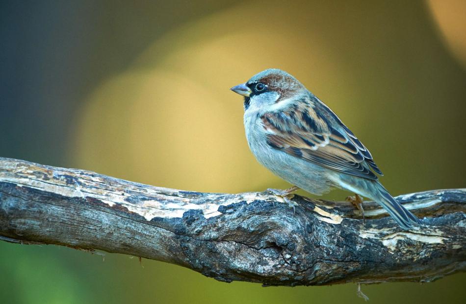 A male house sparrow. Photo: Craig McKenzie 