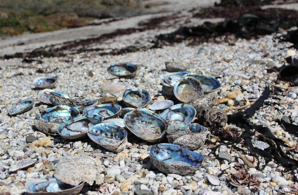 Hundreds of empty paua shells are spread along the beach at Molyneux Bay, where the shellfish...