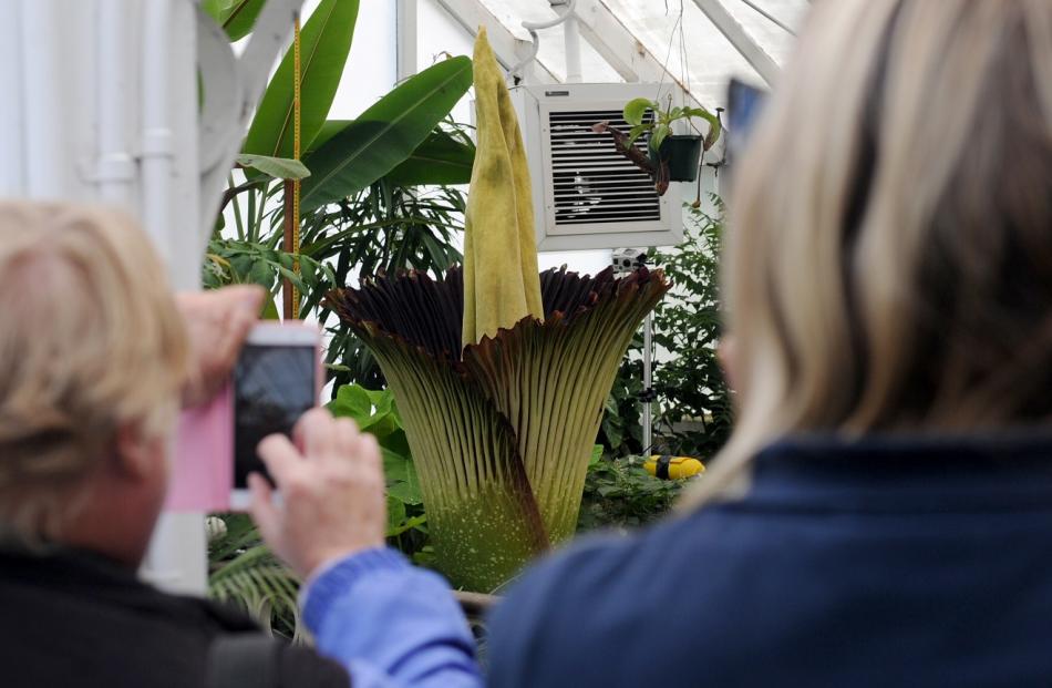 The corpse plant has begun to attract a lot of attention a the Dunedin Botanical Garden's winter...