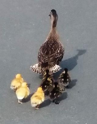 A mother duck leads her ducklings through Chatsford Retirement Village Mosgiel in December. Photo...