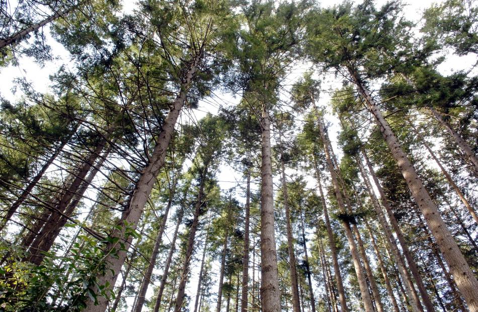 Douglas Fir trees. Photo by Linda Robertson.