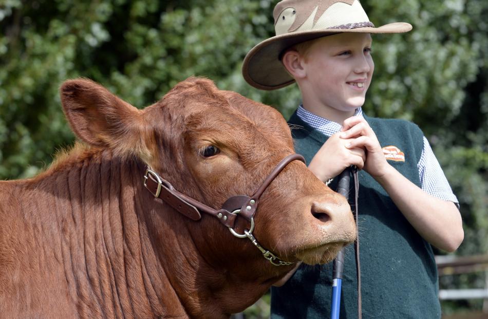 Southland’s Jake Eden, of Balfour, steadies a South Devon named Nora at the Taieri A&P...