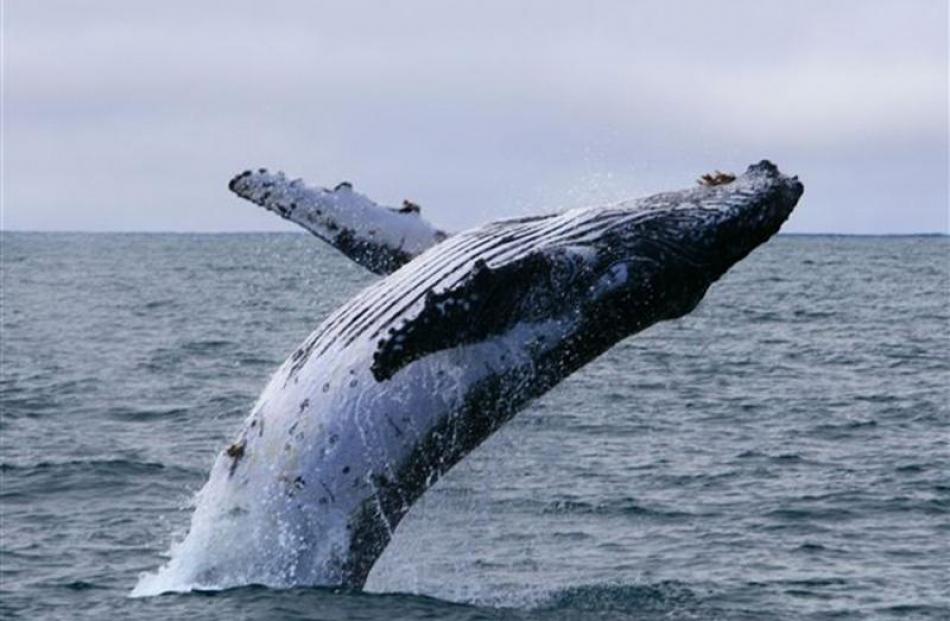 A humpback whale calf breaches near Taiaroa Head. Photo by Monarch Wildlife Cruises.