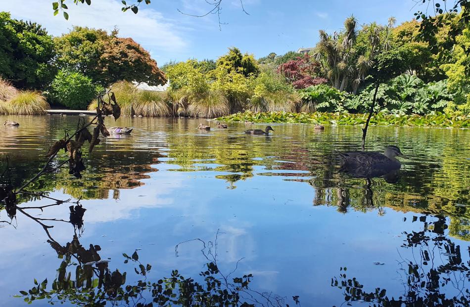 Ducks make use of the shade in the lake at the Oamaru Public Gardens on January 12. Photo: Seth...