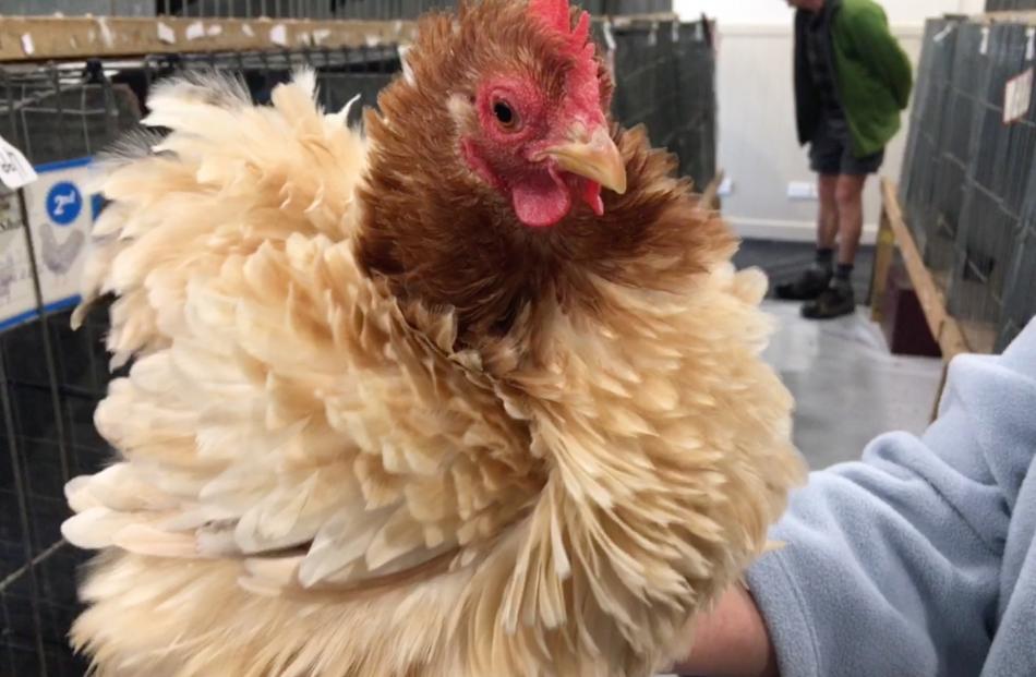 Miss Genevieve, owned by Diana Puru, won the fancy bantam frizzle pullet section.