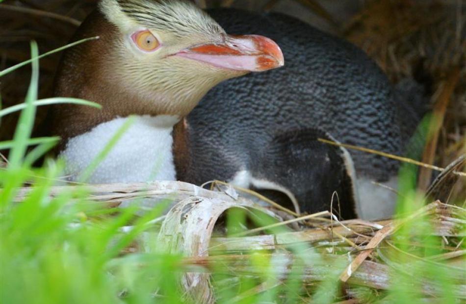 Yellow-eyed penguins face a tough breeding season as El Nino affects food sources. Photo: ODT