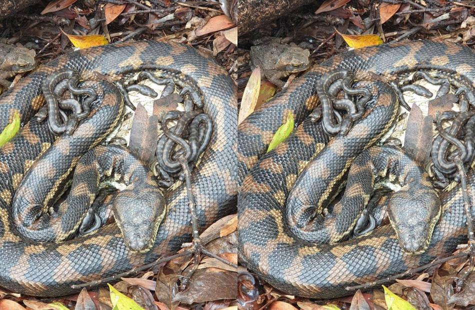 A Kiwi snake catcher has revealed how she had to move a mother python and her 24 babies from a...