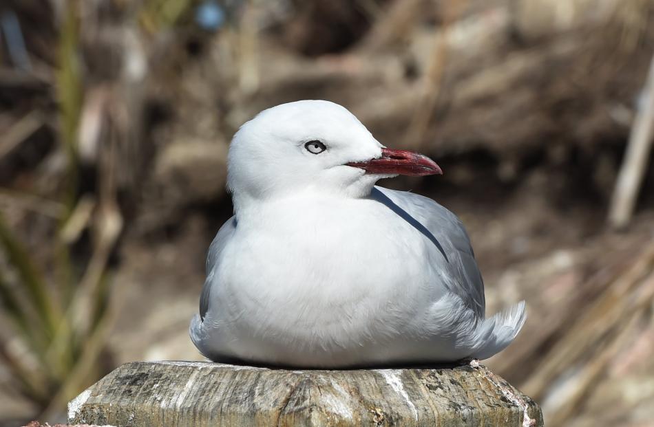 A red-billed gull. PHOTO: PETER MCINTOSH

