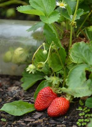 There is always room for strawberries.