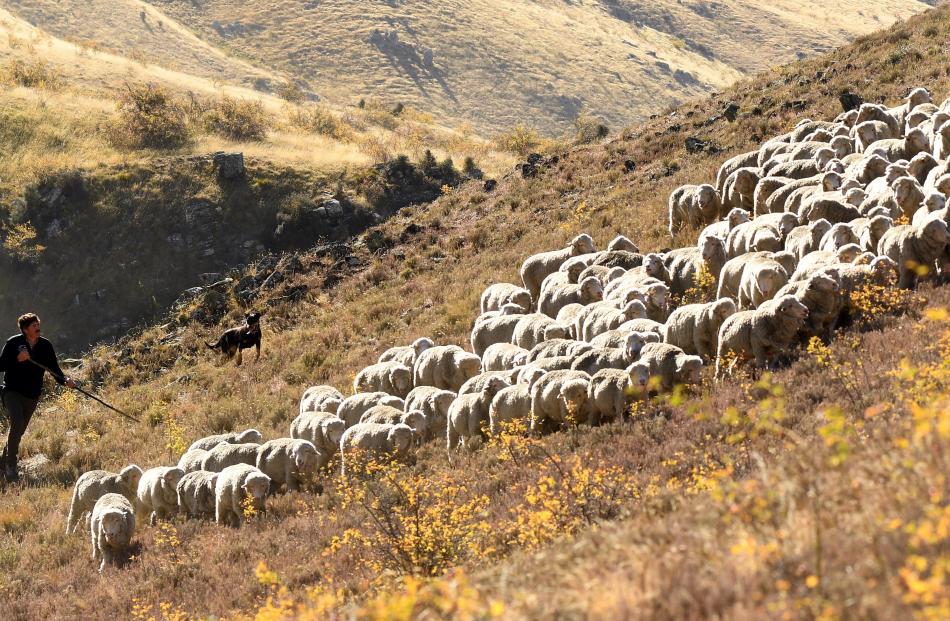 Dave Kenny, one of the many helpers at this week’s South Island sheep dog trial championships at...