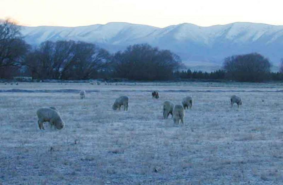 Sheep graze on a frosty Ida Valley morning in June. There is growing optimism the long-awaited...