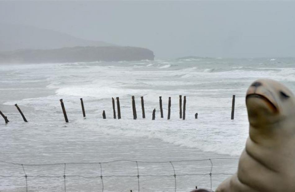 The last of the 1921 double-row groynes as they stood at St Clair this week, with the sea lion...