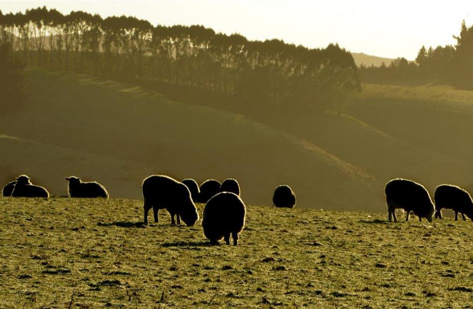 Agriculture underpinned Otago’s 2014 GDP, but undermined it in 2015; pictured, sheep grazing on a...