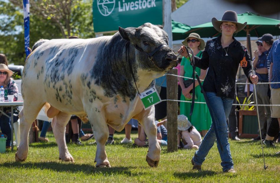 Shaye Roskam, 16, leads a Belgian Blue bull from Te Aroha, Waikato, around the ring.