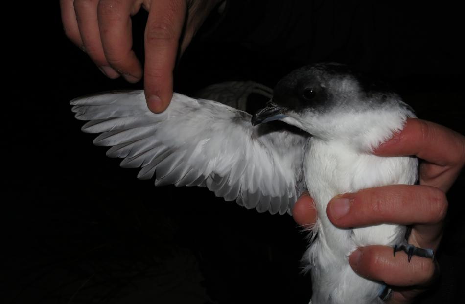 The Whenua Hou diving petrel is good at swimming, but also travels 8000km during the non-breeding...