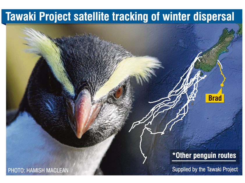 A male Fiordland crested penguin, named Brad, was released with a satellite tracker on March 7, after he was found moulting in Waterfront Rd, Oamaru, on February 11.