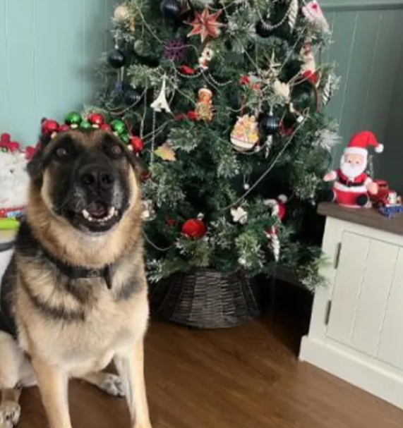 Teo was officially fully retired on the day of her accident. Photo: Supplied / NZ Police