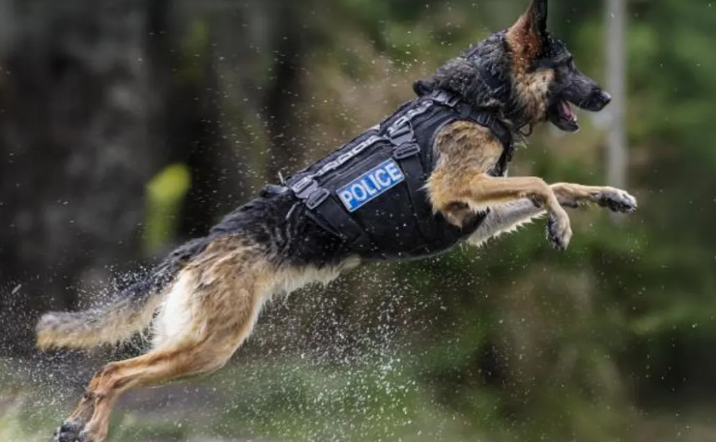 Teo was being gradually eased back from seven years of patrol work. Photo: Supplied / NZ Police /...
