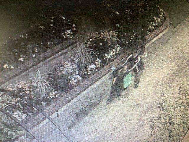 Security footage shows a woman stealing plants at Mona Vale Garden Park Photo: CCC