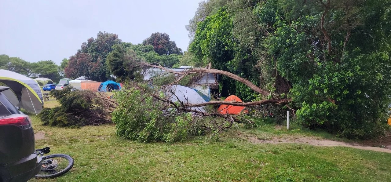 Campers at Totaranui Abel Tasman National Park had a near miss when a tree came down on some of...
