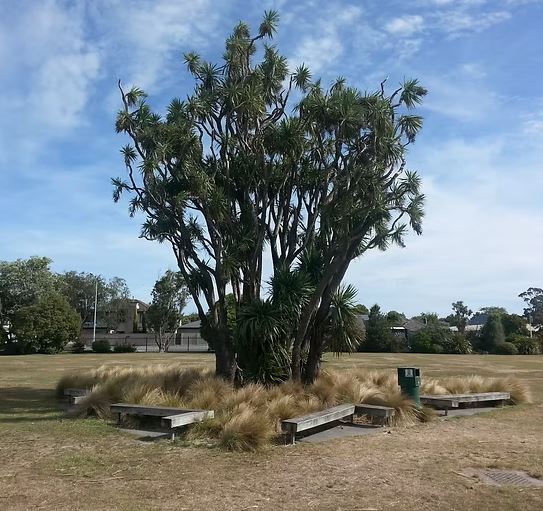 Te Herenga Ora stands proudly in the grounds of Burnside High School. Photo: NZNTT
