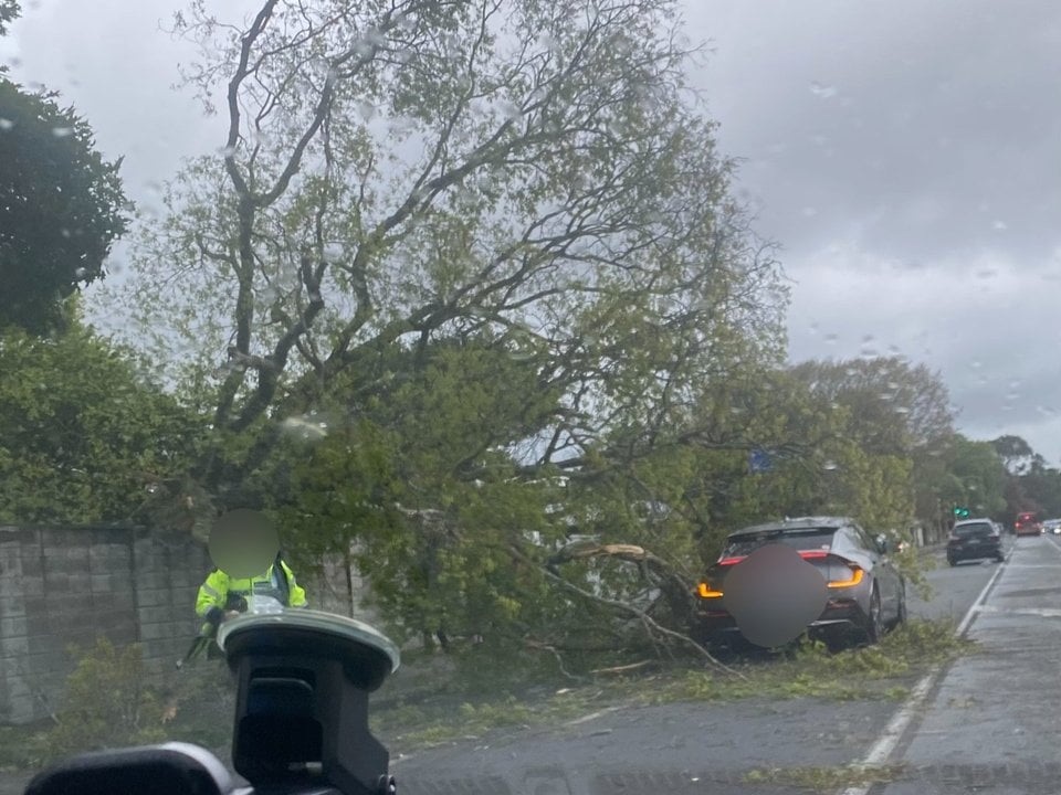 A tree fell on a car in Fergusson Dr in Upper Hutt this morning, as wild winds hammered the lower...