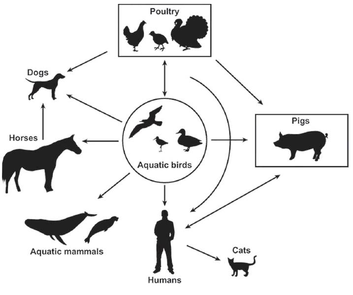 The natural reservoirs of influenza A viruses in wild aquatic birds and their transmission...