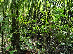 It's believed the children set off into the rainforest to find help. Photo: Wikipedia 