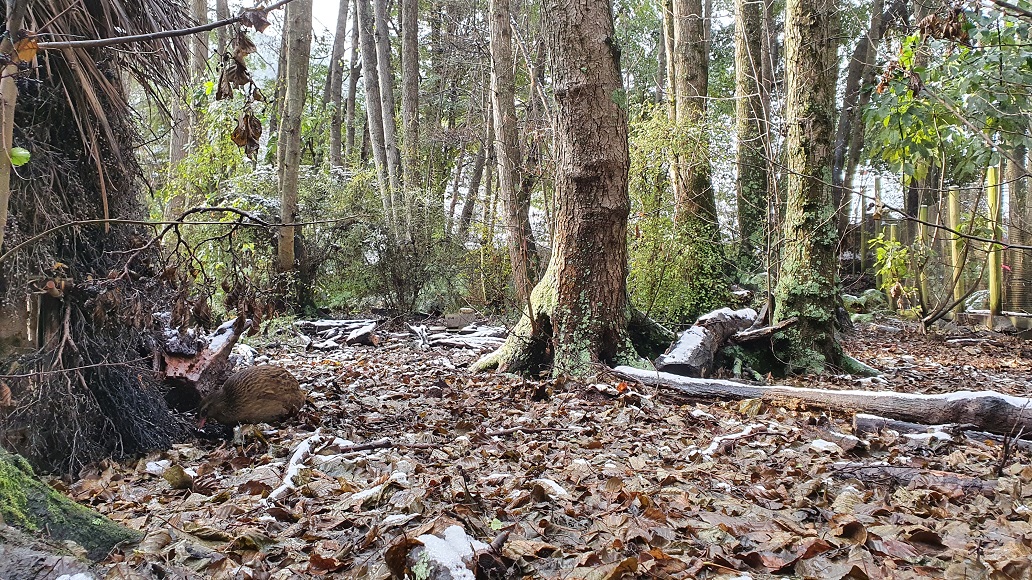 At the Kiwi Birdlife Park this morning this weka was picking through the snow and mud to find a...