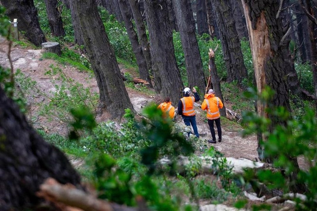 Workers at the scene where a man died after being hit by a falling branch in Mt Victoria,...