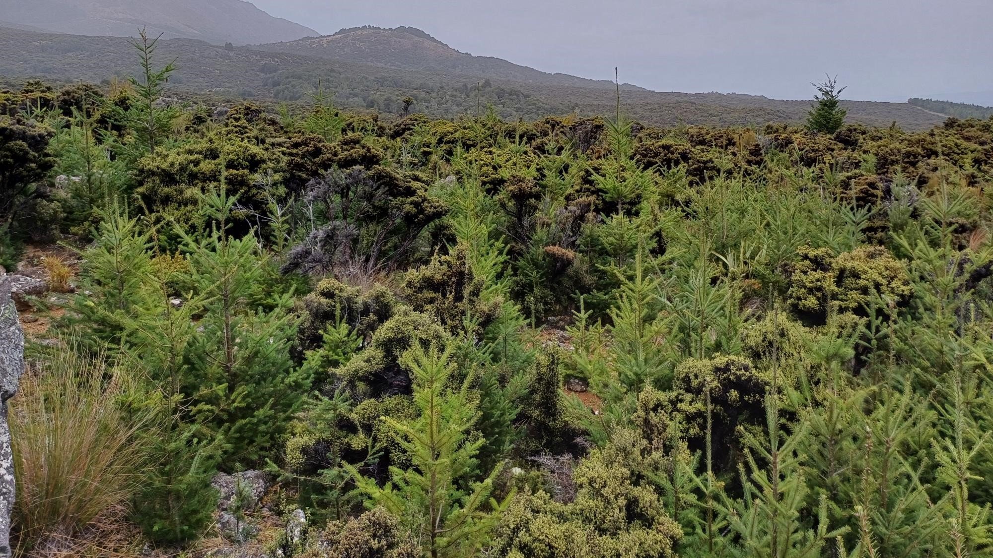 Wilding pines pictured at Mid Dome, Northern Southland. PHOTO: ENVIRONMENT SOUTHLAND/SUPPLIED