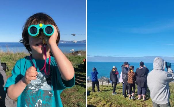 The annual count tracks whales as they swim past the Kaikōura coastline. Photo: Supplied