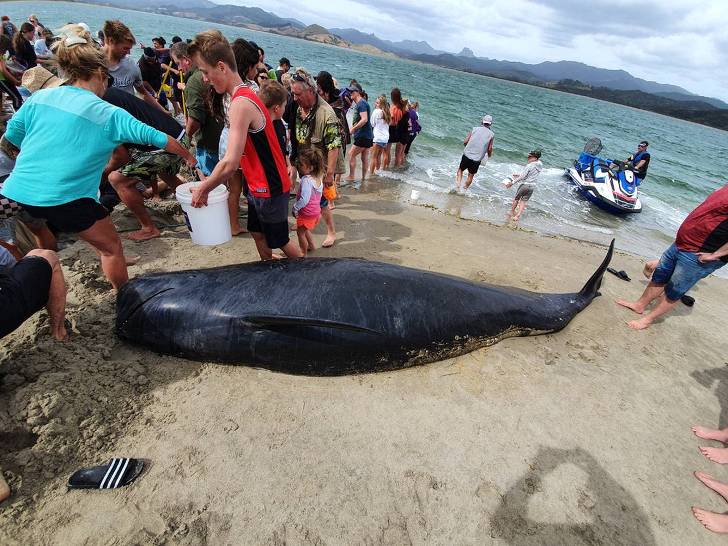 People work to save the remaining whales as a dead whale lies on the beach following the...