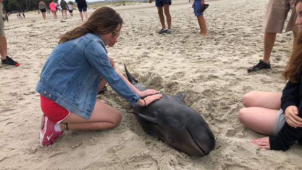 The stranding happened early this morning. Photo: Megan Norcross via NZ Herald