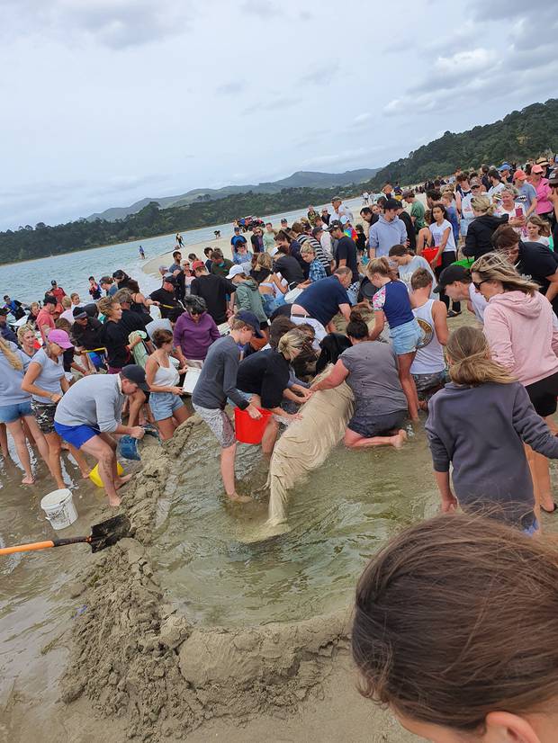 People flocked to the beach to offer assistance when they were alerted to the stranded pod of...