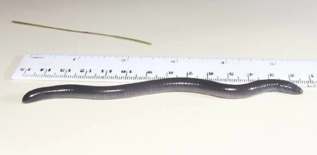 The blind amphibian was discovered in Panama and its naming rights were auctioned to raise money...