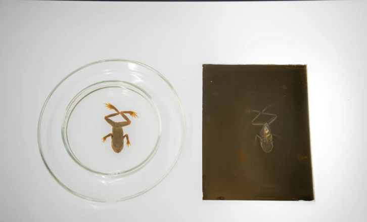 The original frog alongside the earliest known surviving x-ray, which was taken in 1896. Photo:...