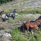 Some of a resident herd of wild horses on commercial forestry land in the back hills of...