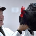 Ian Selby judges a black Pekin cockerel at the 49th annual Dunedin Poultry Show at Forrester Park...